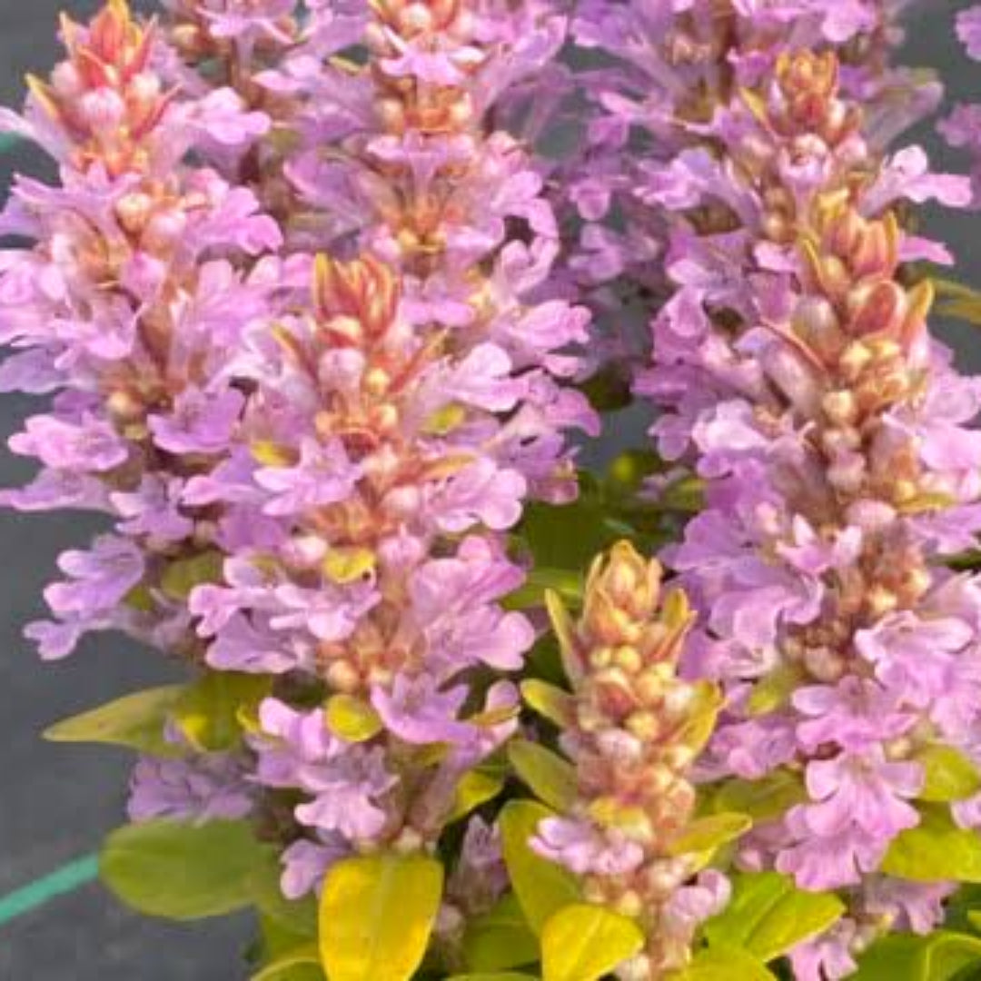 Ajuga Feathered Friend &