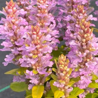 Ajuga Feathered Friend 'Raspberry Wren' Bugleweed