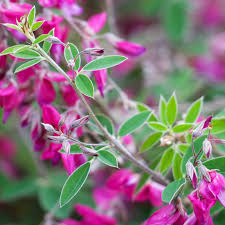Lespedeza Little Volcano Shrub