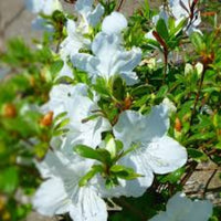 Girard's Pleasant White Azalea