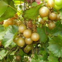 Fruit bearing scuppernong grape vine growing on trellis