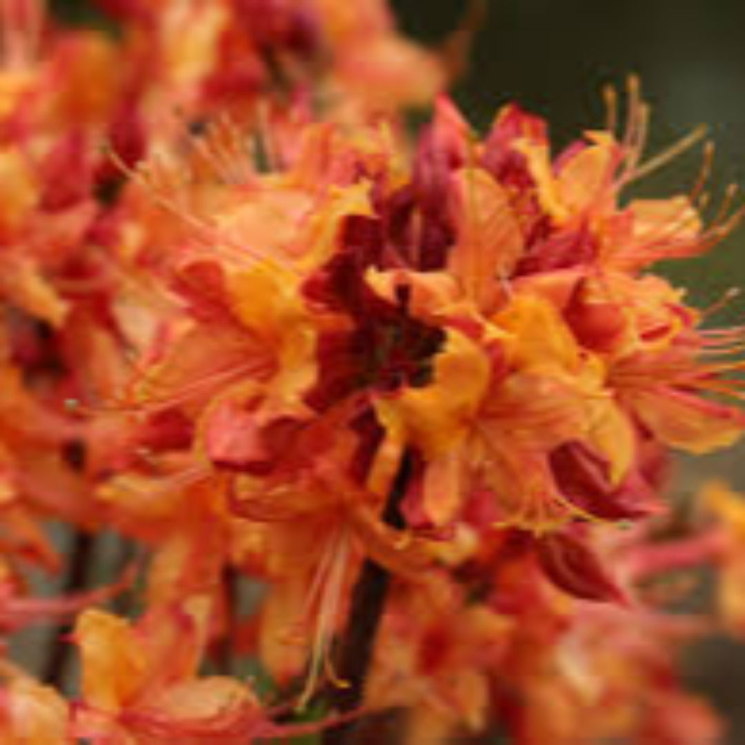 Rhododendron Aromi Sunrise Native Azalea