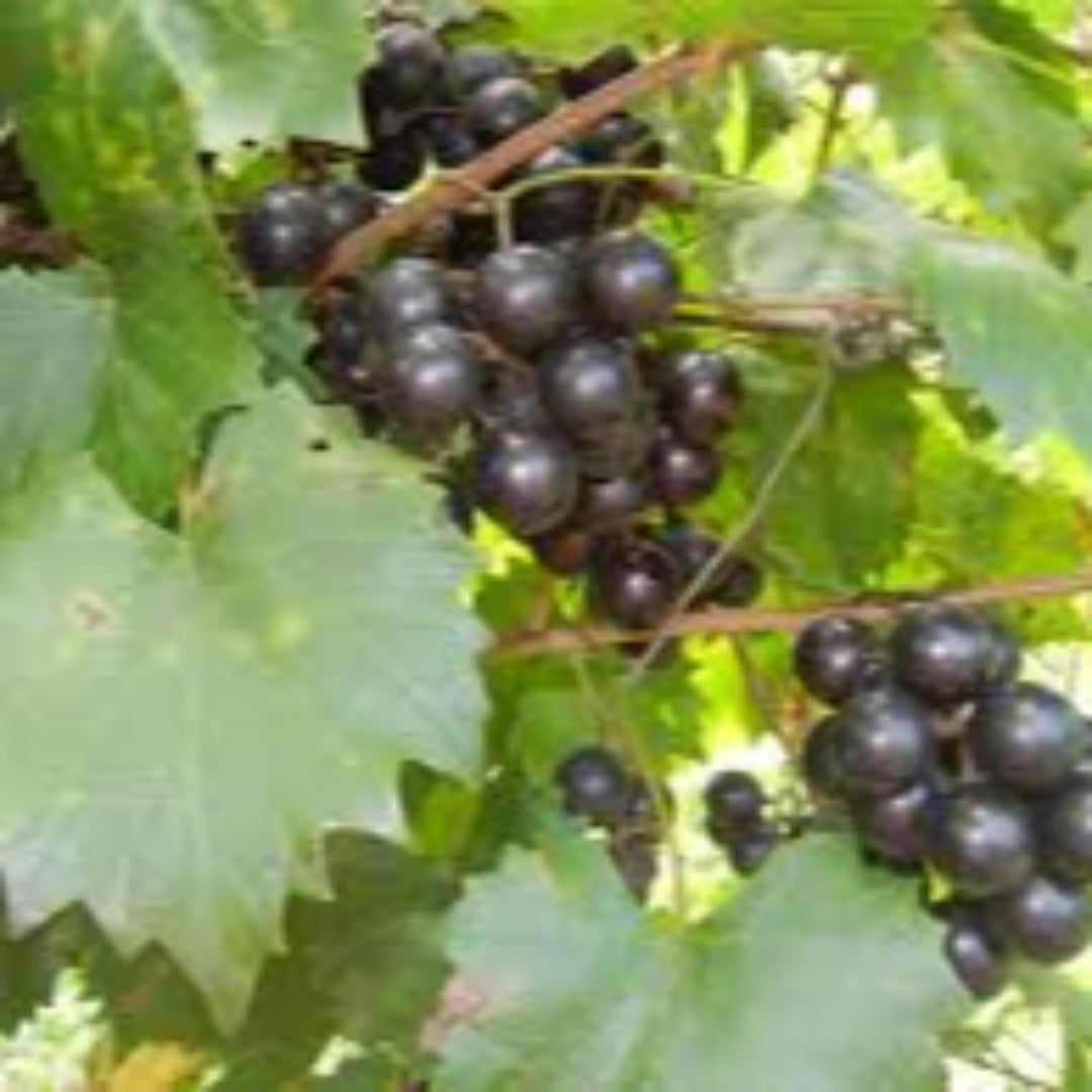 Ison Black Muscadine - Pixies Gardens