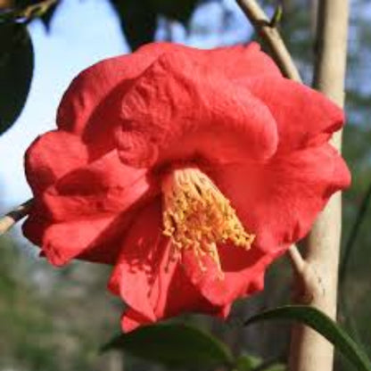 Camellia Lady Clare (Empress)-Large Semi-Double, Deep Pink Blooms