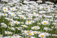 Leucanthemum x superbum Amazing Daisies Daisy May