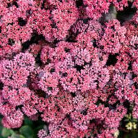 Sedum Rock 'n' Grow® 'Back in Black' (Stonecrop) - [EG]