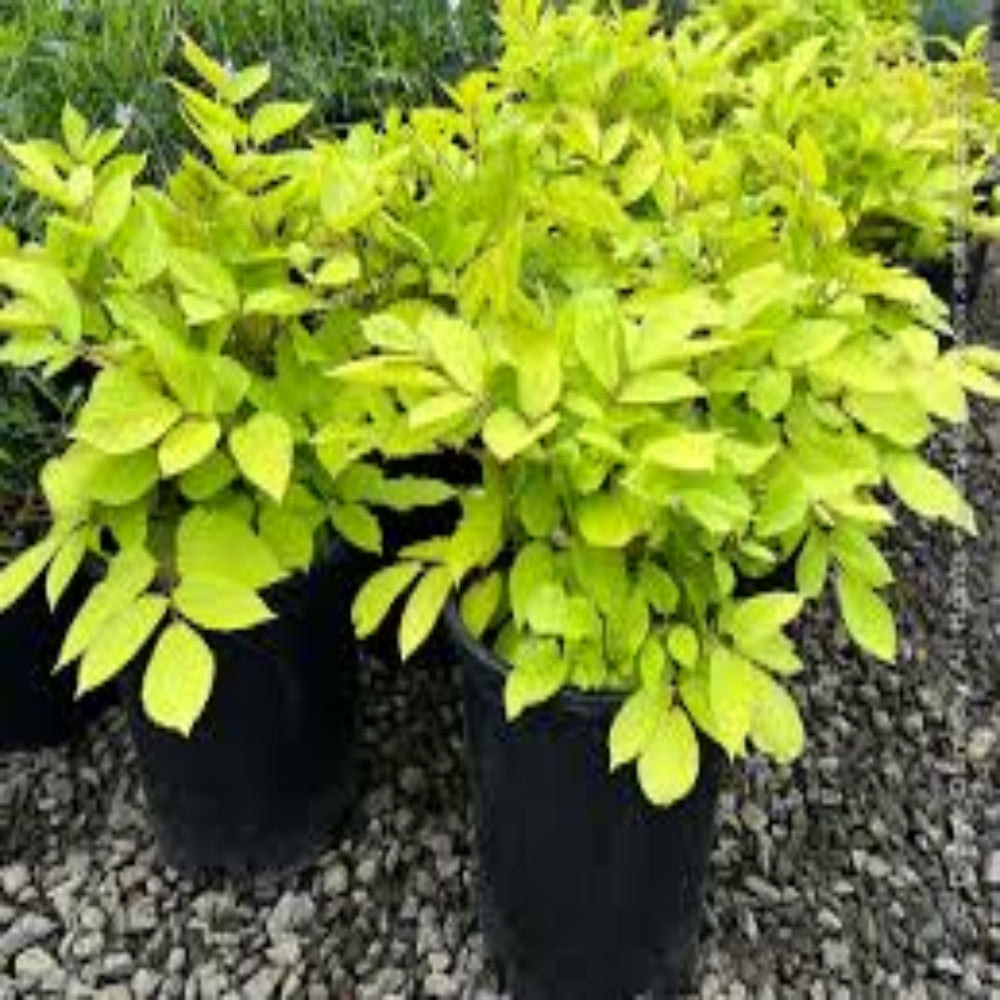 Sun King Golden Japanese Spikenard