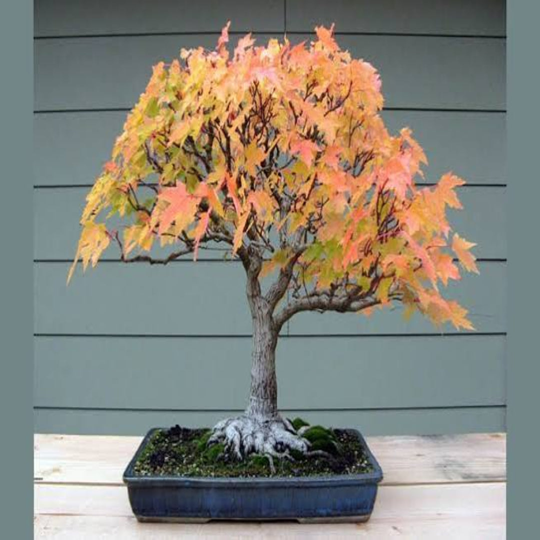 Trident Japanese Maple