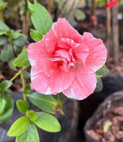 Pink Blooming Azalea – Evergreen Flowering Shrub