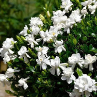 Ivory Palace Gardenia