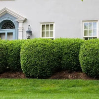 Skyline Boxwood