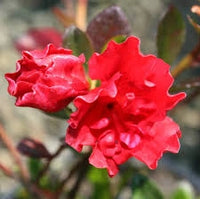 Re-Blooming Red Azalea. Evergreen Flowering Shrub