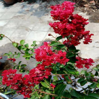 Red Bloom Crape Myrtle Tall Flowering Tree