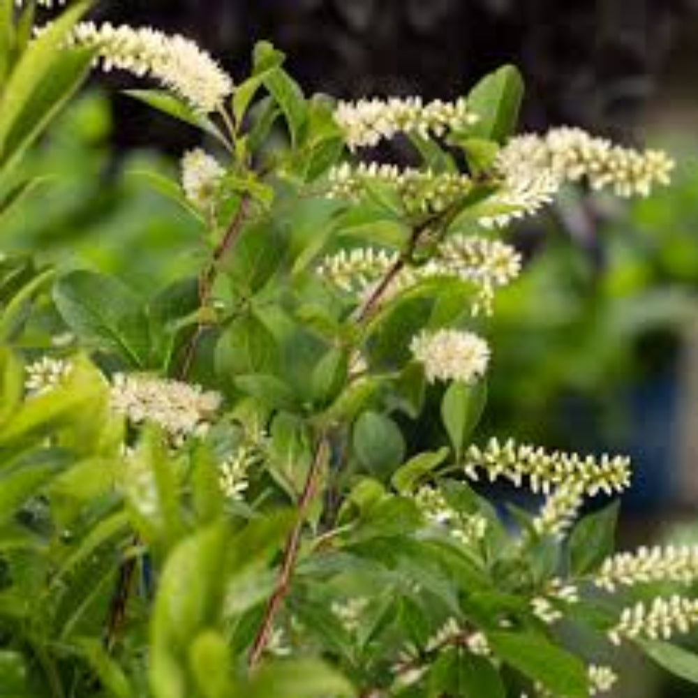 Little Henry Sweetspire Shrub