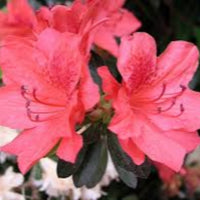 Fashion Azalea