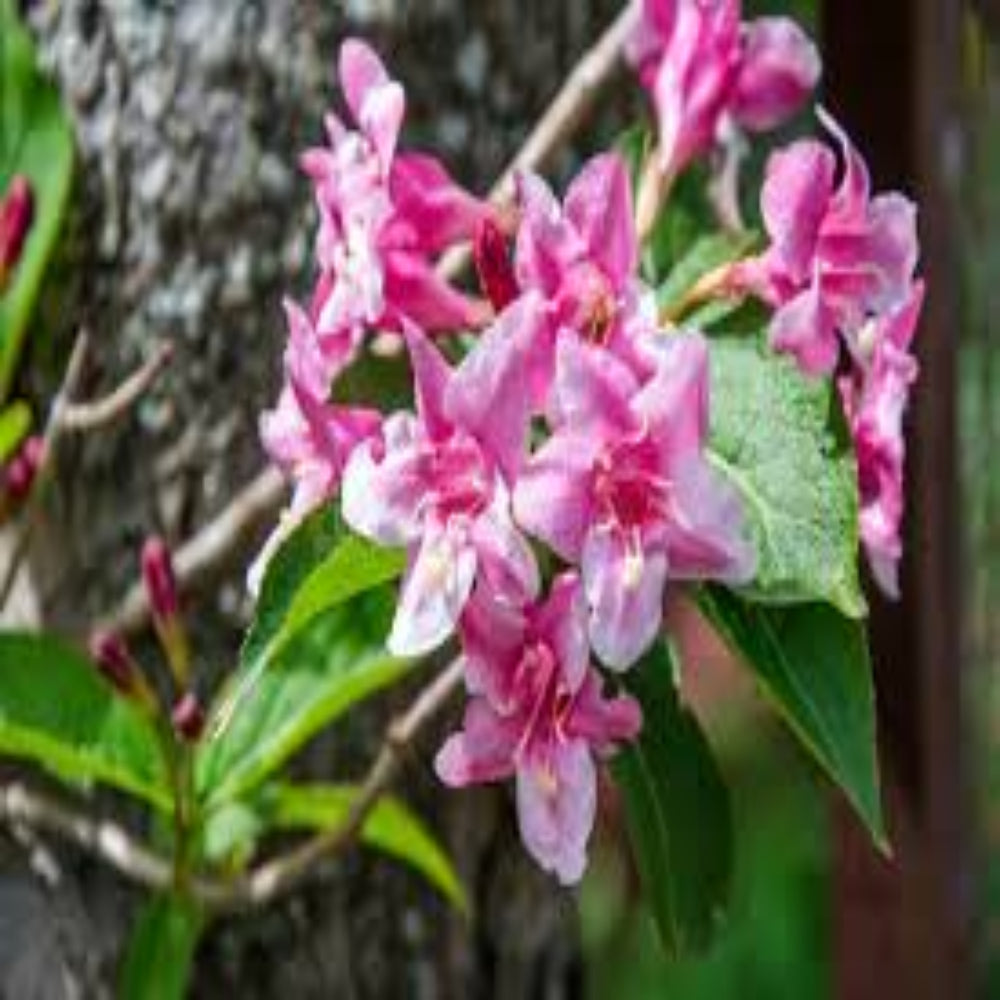 Rosea Weigela