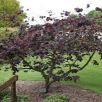 Forest Pansy Redbud Tree