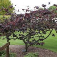 Forest Tree Redbud Pansy