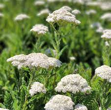 Achillea &