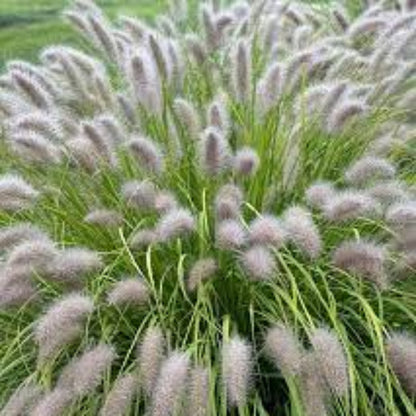 Grass: Panicum &