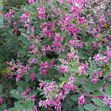 Lespedeza Little Volcano Shrub