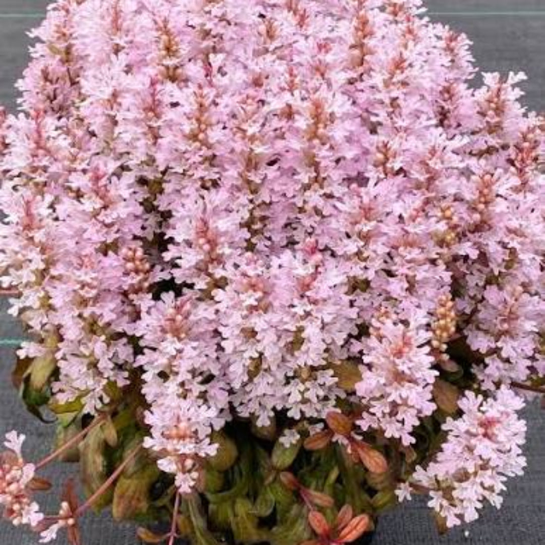 Ajuga Feathered Friend &