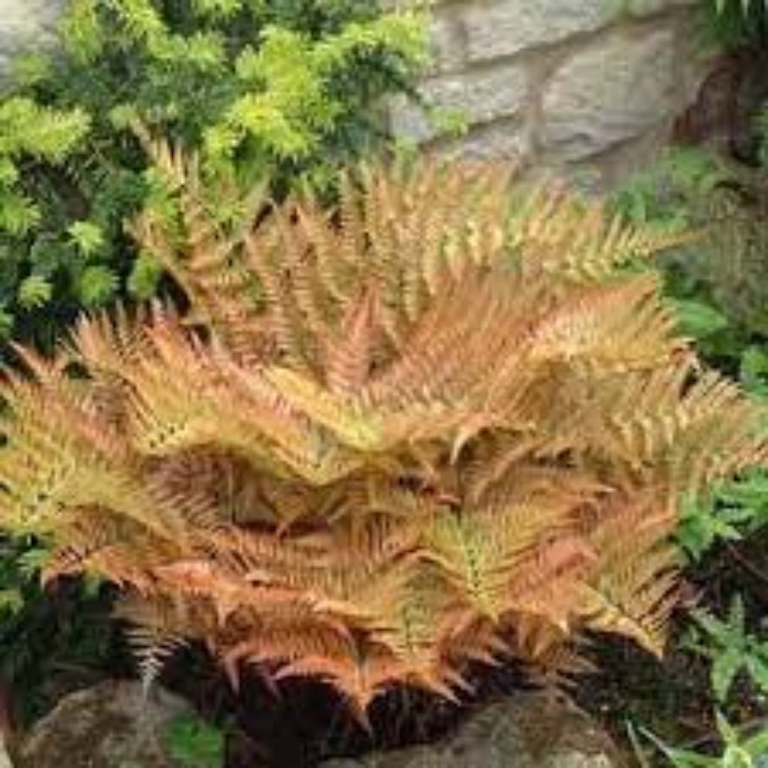 Autumn Fern Dryopteris erythrosora