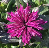 Monarda Sugar Buzz 'Rockin' Raspberry' - [EG]