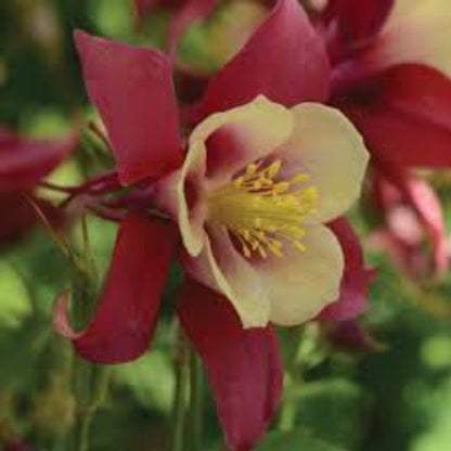 Aquilegia x Hybrid Earlybird Red Yellow (Columbine) - [EG]