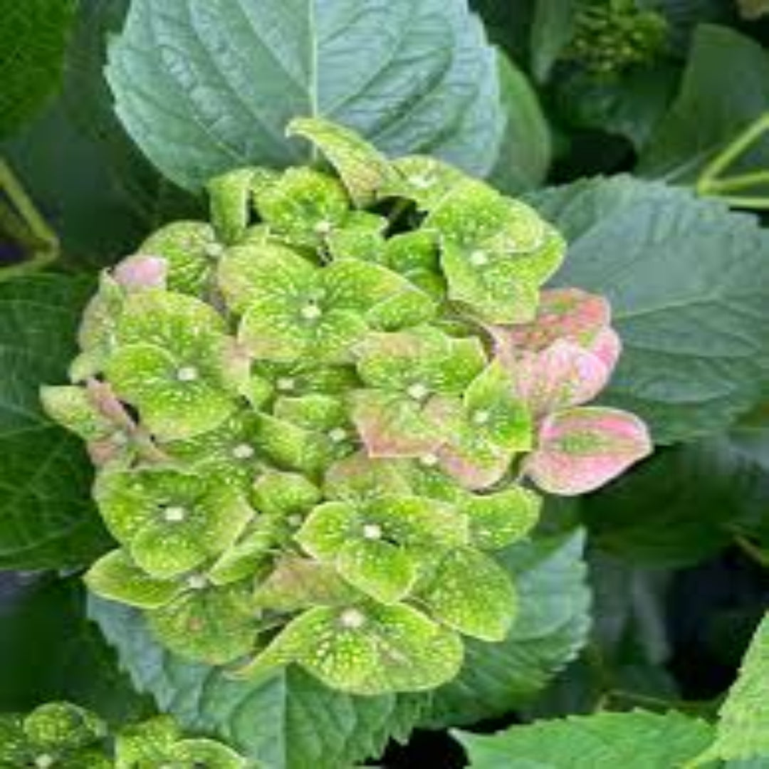 Froggie Bigleaf Hydrangea