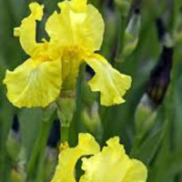 Iris Germanica 'Harvest of Memories
