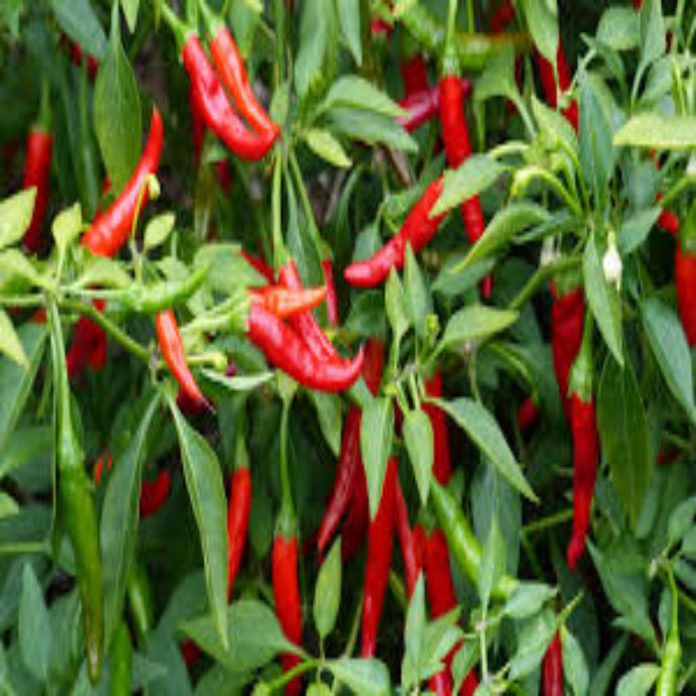 Kashmir Chilli Plant