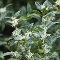 Sweet Box plant growing bushy with dark green leaves in garden landscape