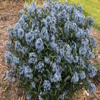 'Storm Cloud' Bluestar