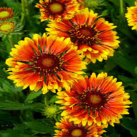 Gaillardia 'SpinTop Mariachi Copper Sun Improved' Blanket Flower - [EG]