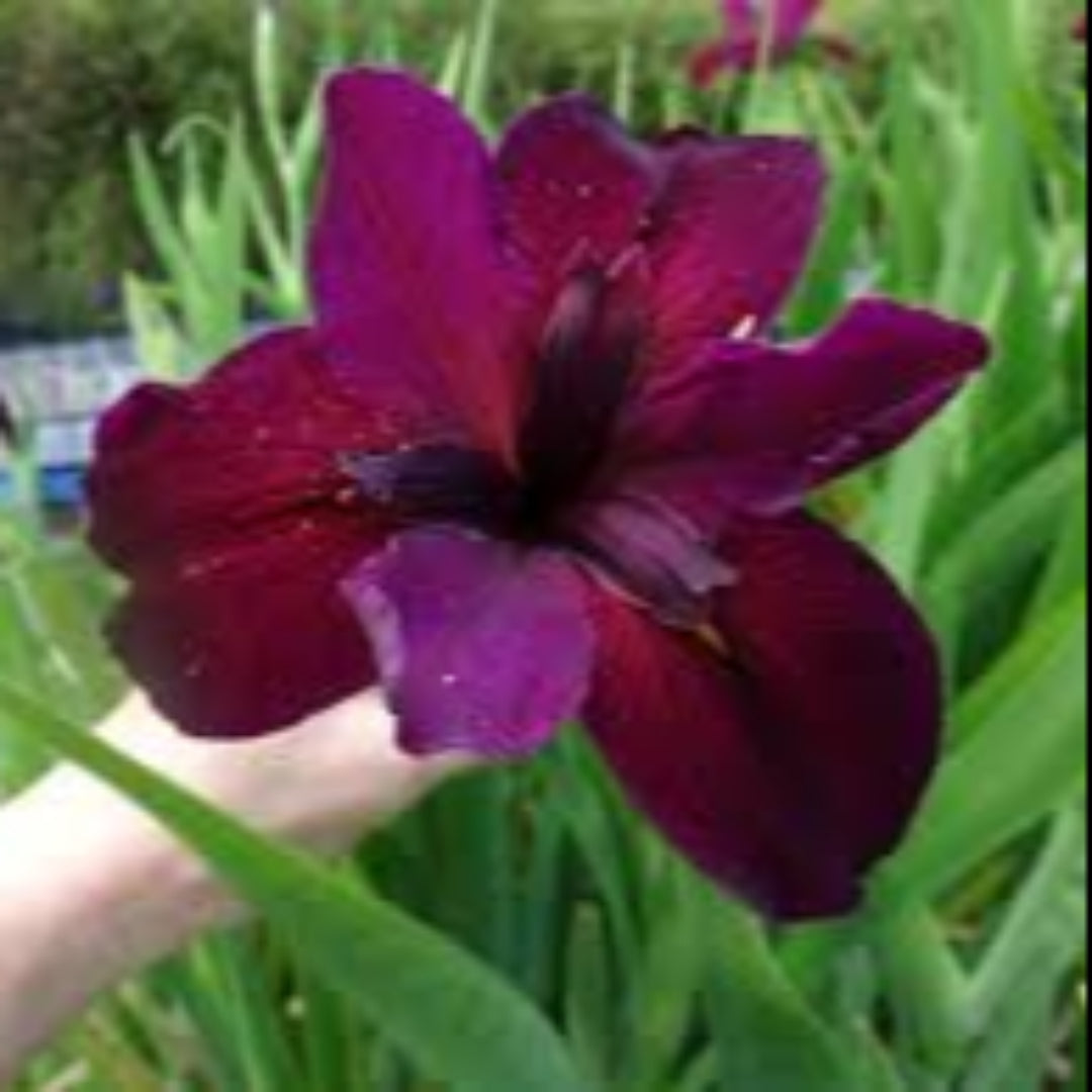 Iris Red Velvet Elvis