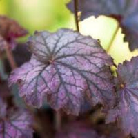 Heuchera 'Sugar Plum' Coral Bells