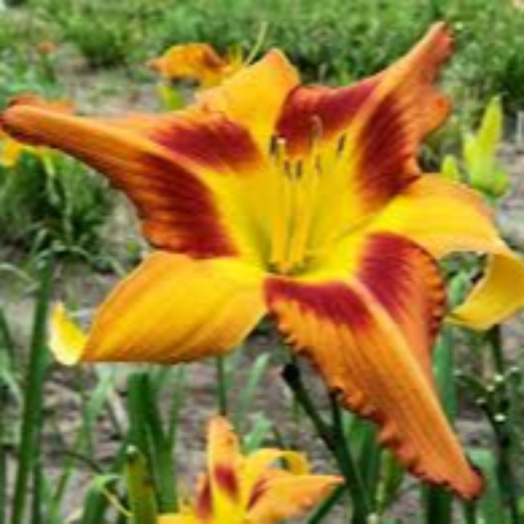 Hemerocallis Rainbow Rhythma Tiger Swirl Daylily - [EG]