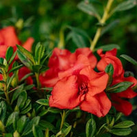 Re-Blooming Red Azalea. Evergreen Flowering Shrub
