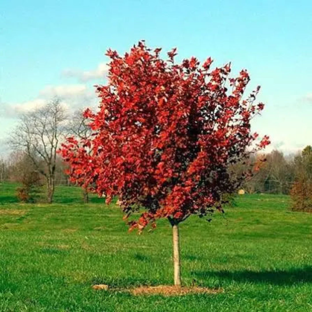 October Celebration Maple
