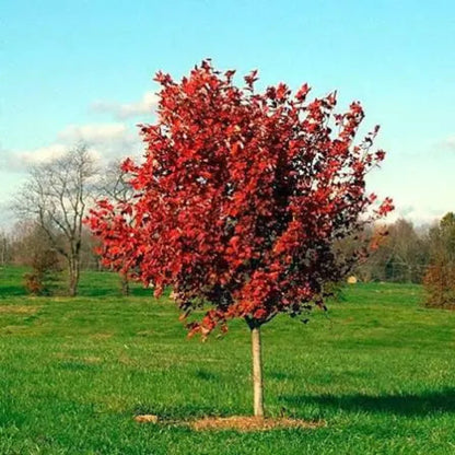 October Celebration Maple