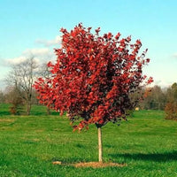 October Celebration Maple