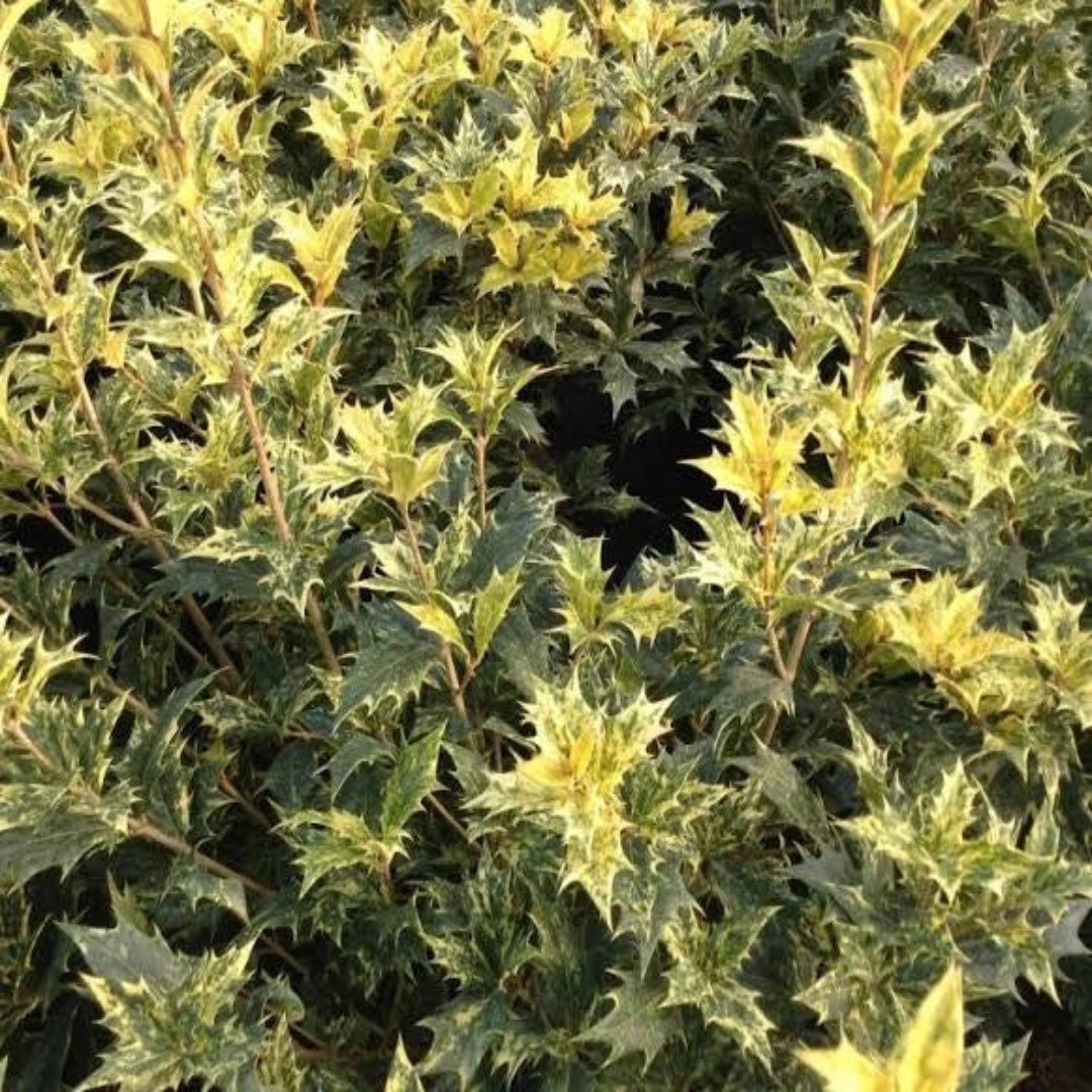 Variegated Tea Olive
