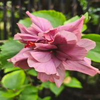 Amplissimus Green Beauty