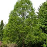 Mature Dawn Redwood Tree tall upright growth habit