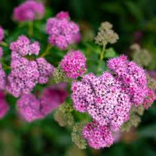 River Spirea