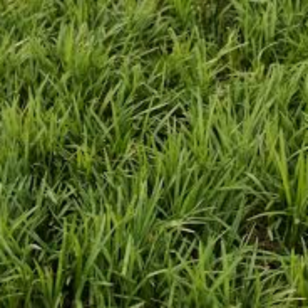 Liriope Spicata in landscape use