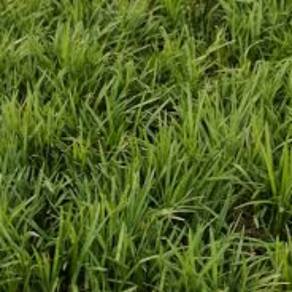 Liriope Spicata in landscape use