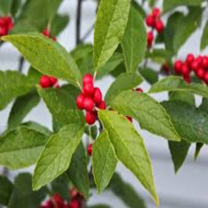 Sparkle Winterberry Holly