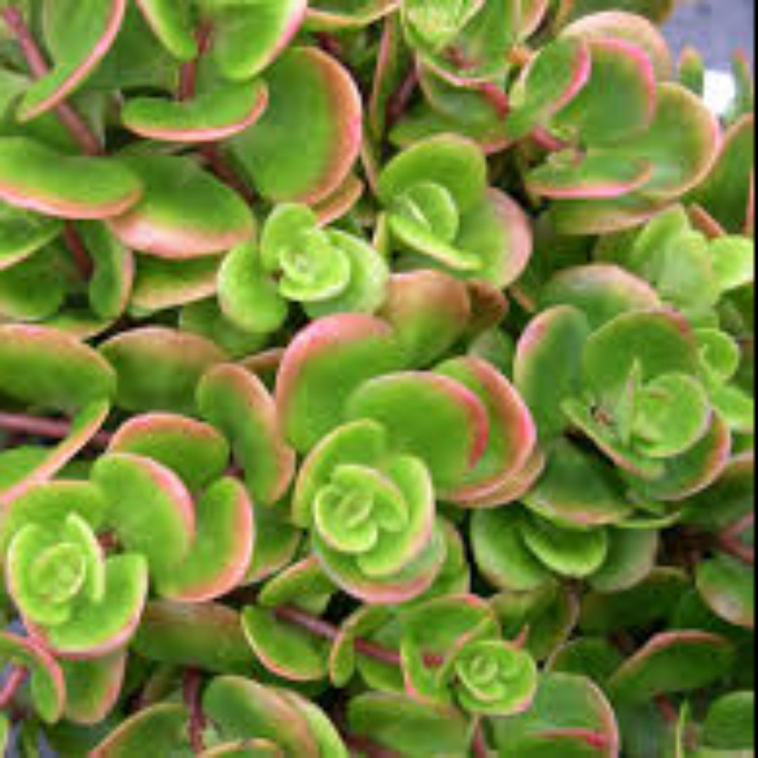 Sedum Tetractinum Chinese Sedum 10 count flat of 4.5&quot; pots